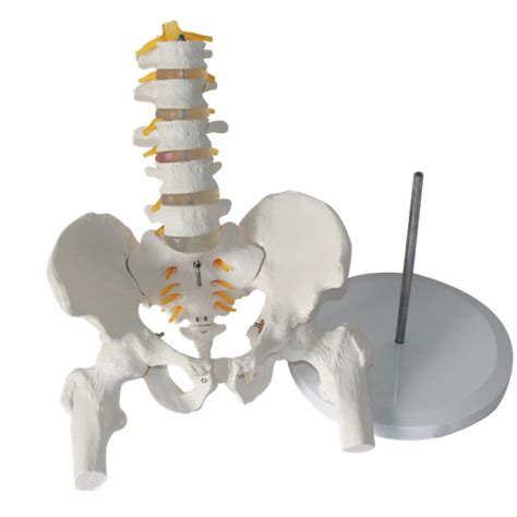 Amhuui Pelvis Model Hip Model Pelvis With Spine Models Of The Spine ...