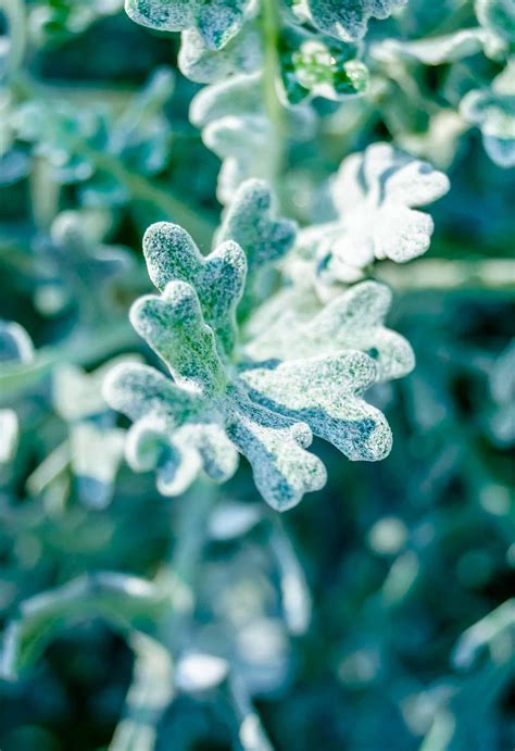 21 Best Silver Foliage Plants For Australian Gardens