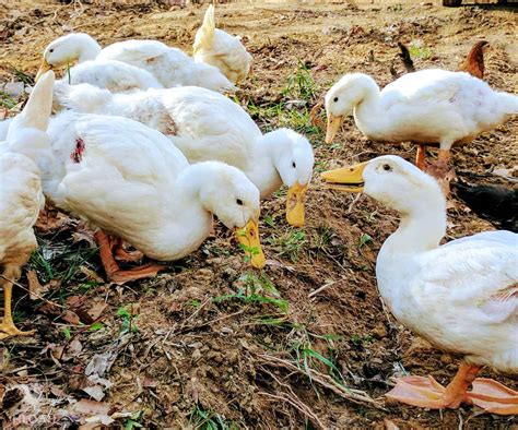 Pekin Duck Breed Guide - Start Here