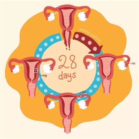 月经周期25天更容易怀孕？那我的周期35天是不是不太好_腾讯新闻