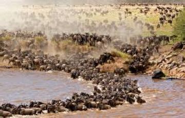 Experience Maasai Mara Game Reser Tour Package for 7 Days 6 Nights ...