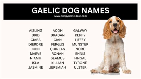 175+ Gaelic Dog Names (With Meanings) - Puppy Name Ideas