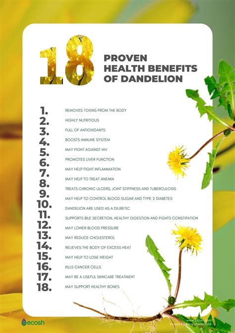 Dandelion Health Benefits: Leaves Root [INFOGRAPHIC], 40% OFF