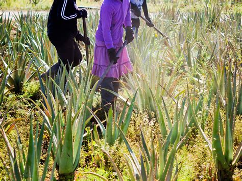 THE ALOE VERA CURACAO, HOME OF CURALOE TOUR (2026) All You Need to Know ...