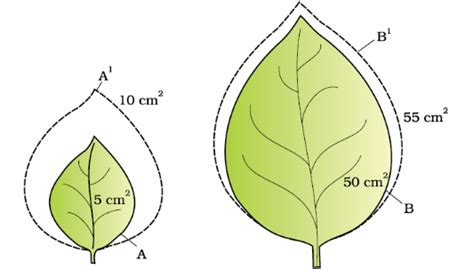 Growth and its Phases, Rates, Conditions, Processes - Biology Class 11