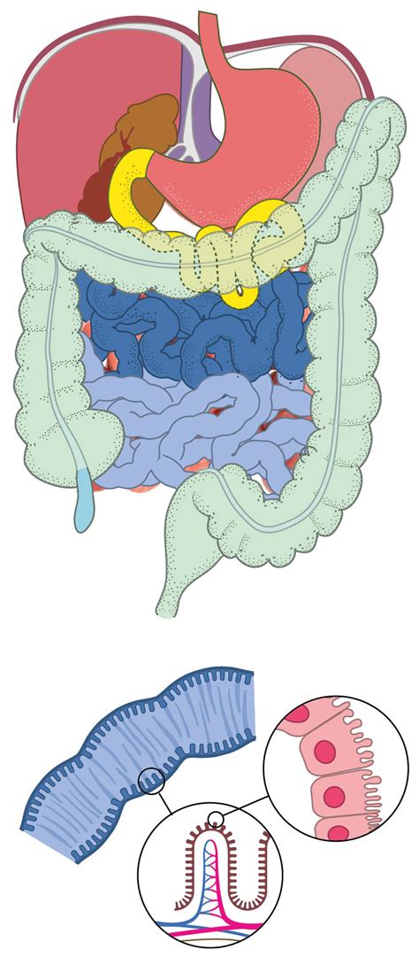 Image result for Crash Course Anatomy