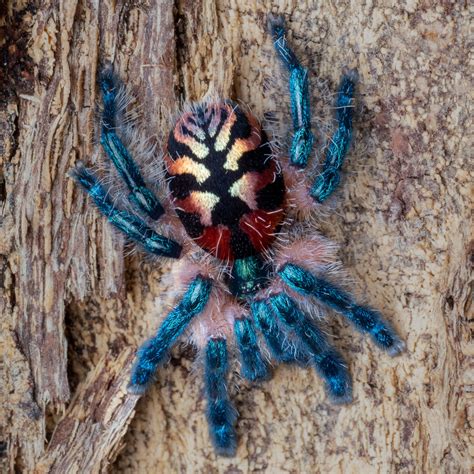 Typhochlaena seladonia — The Tarantula Collective