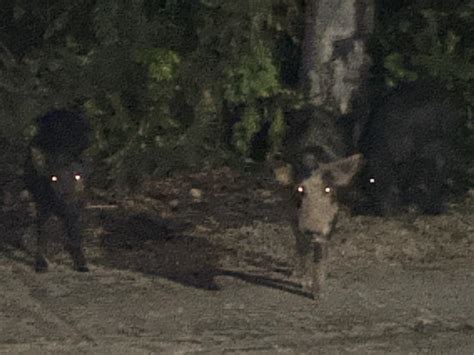 Image result for Exploding Wild Pigs