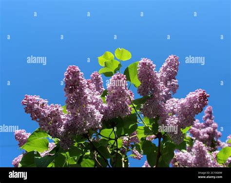 Spring flowering shrubs white and purple Syringa Stock Photo - Alamy