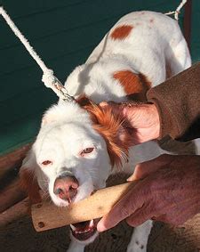 Image result for Retriever Force Fetch Steps