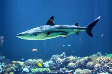 10 Best Things to Do in Southend-on-Sea - Explore the resort town of ...