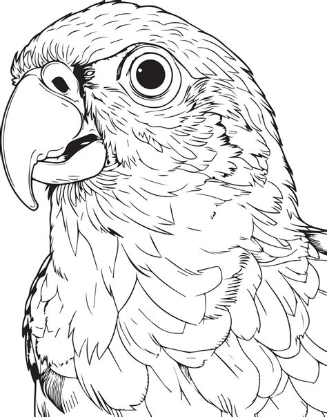 Parrot Bird Coloring Pages