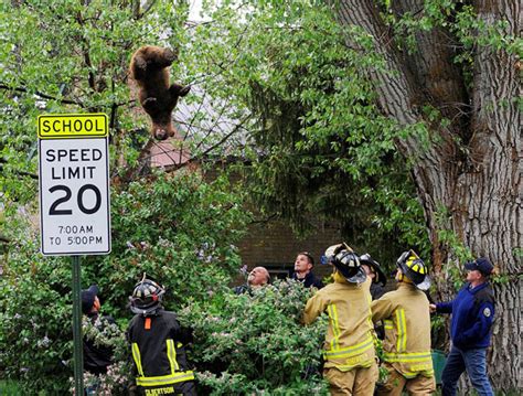 Image result for Bears Falling From Cliffs