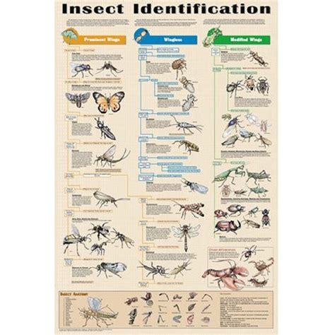 Insect Identification Educational Science Arthropod Classroom Chart ...