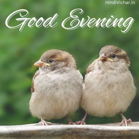 250 + Beautiful Good Evening HD Images with Wishes for Whatsapp