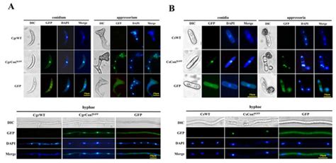 The C2H2 Transcription Factor Con7 Regulates Vegetative Growth, Cell ...