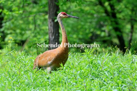 kickapoo indslotss,logging in is a breeze