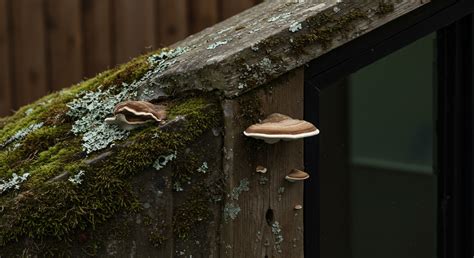 What Is the Role of Transparency in Building Consumer Trust in ...