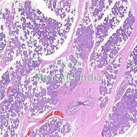 Parotid Gland Microscope Slides Manufacturer, Supplier from Noida