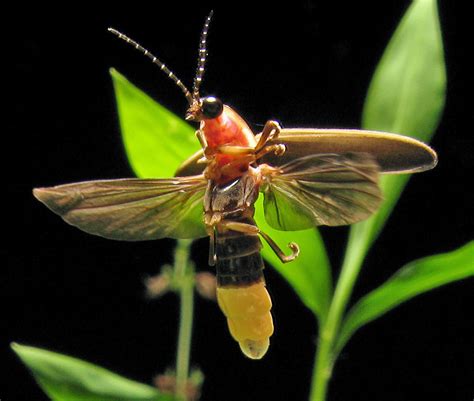 File:Photinus pyralis Firefly 4.jpg
