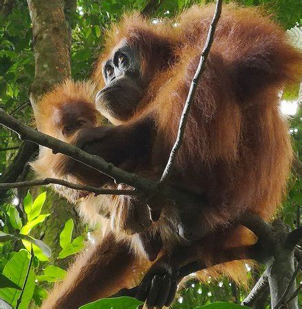 Sumatra Pictures - Traveller Photos of Sumatra, Indonesia - Tripadvisor