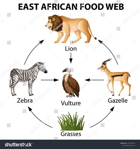 Food Chain For Kids With Lion