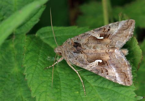 Image result for Moth Insect