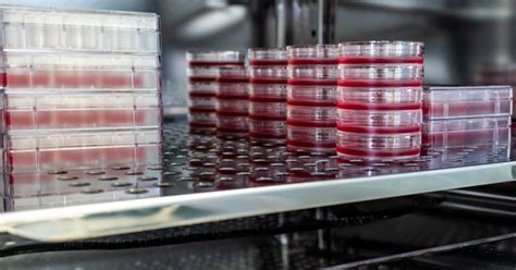 What is a CO2 Incubator? – CO2 Meter