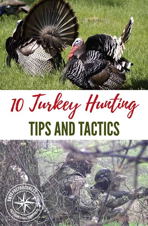 Turkey Hunting Tips 的图像结果