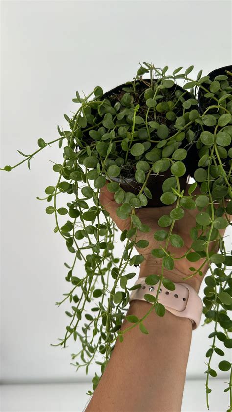 Dischidia String of Coins 4 - Etsy