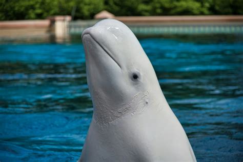 Best Time to See Beluga Whales at Beluga Point