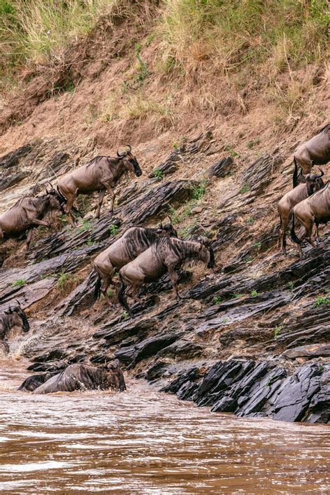 The wildebeest migration in Masai Mara, Kenya | Meer