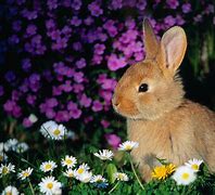 Image result for Cutest Baby Bunny in Tea Cup