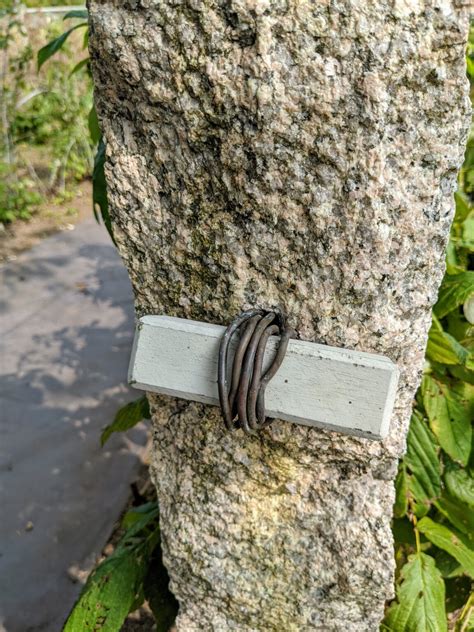 Image result for How to Support Raspberry Bushes