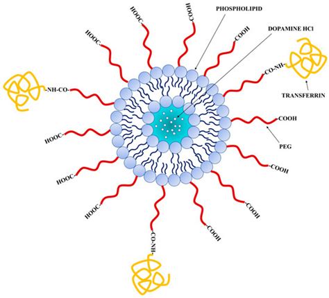 Transferrin Functionalized Liposomes Loading Dopamine HCl: Development ...