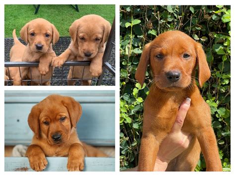 Fox Red Labrador Retriever Puppies: Secrets to Raising the Best ...