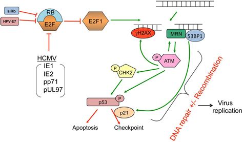 The DNA Damage Response Induced by Infection with Human Cytomegalovirus ...