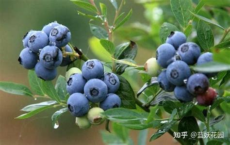 云南F6蓝莓苗 2年生的追雪蓝莓苗（都是南高丛品种）|高丛|蓝莓|云南_新浪新闻