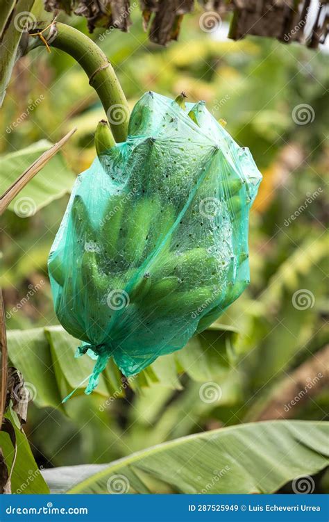 Bagging the Banana Bunch To Protect from Insects Stock Image - Image of green, immature: 287525949
