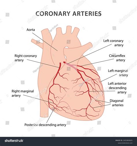 Coronary Arteries Heart Diagram Coronary Arteries Stock Vector (Royalty ...