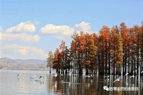 冬日洱海红水杉美出圈最新素材