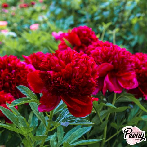 Fern Leaf Peony (P. Tenuifolia) — Hidden Springs Peony Farm