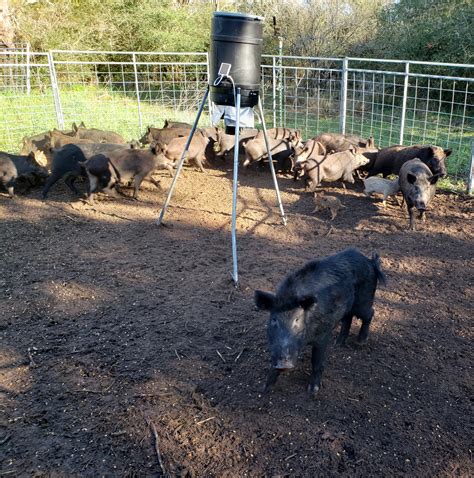 Hog Trap Shooting 的图像结果