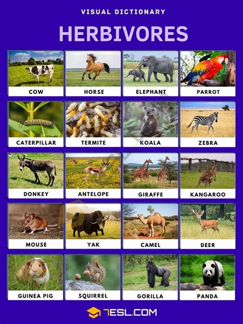 Herbivore: Definition, Animal List, and Vocabulary for English Learners ...