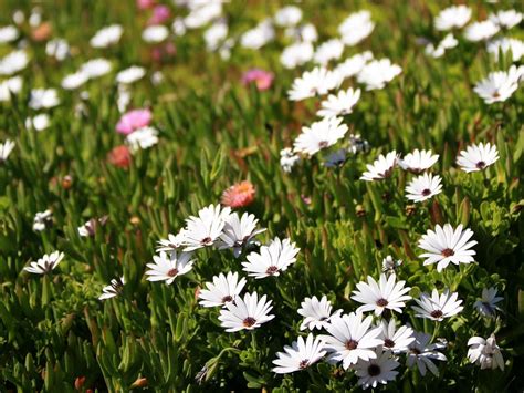 Download wallpaper 1024x768 osteospermum, flowers, white, grass, hill ...