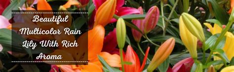 Cypress Rain Lily Bulbs, Zephyranthus (Multicolour)- Pack of 20 ...