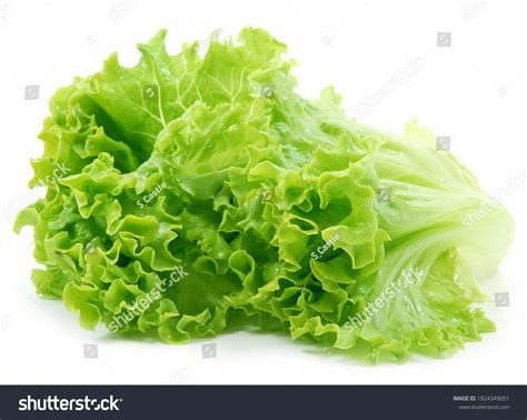 Silk Green Leaf Lettuce