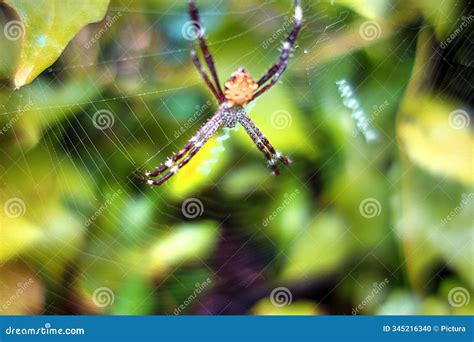 Argiope Spider And Web Royalty-Free Stock Photography | CartoonDealer.com #32663333