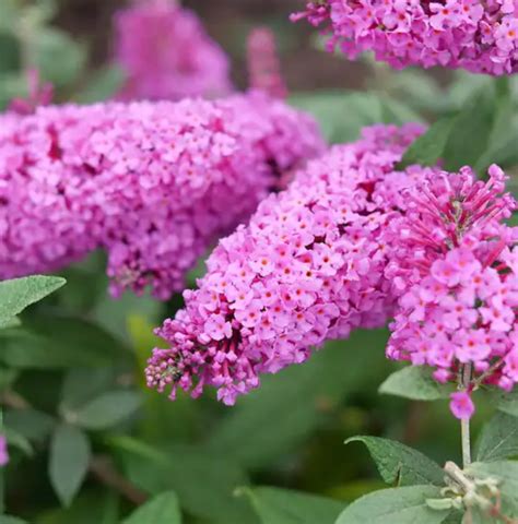 Butterfly Bush Dapper Pink – Rhoads Garden Center