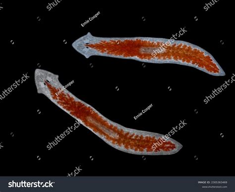 Planaria Under Microscope Labeled